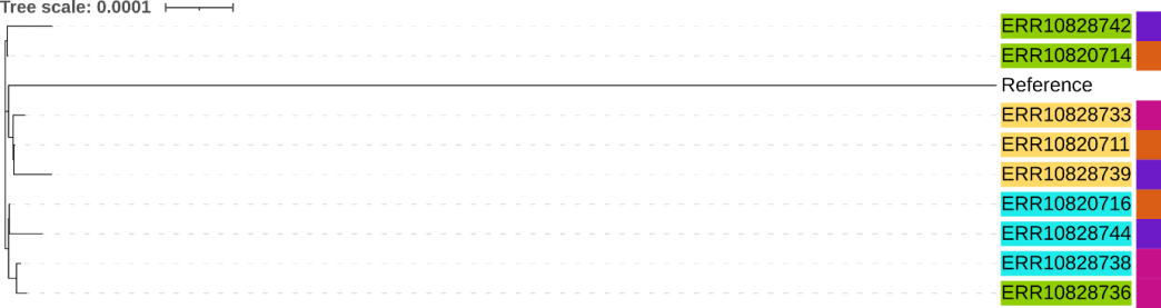 Phylogenetic-Tree | Zifo Phylogenetic-Tree