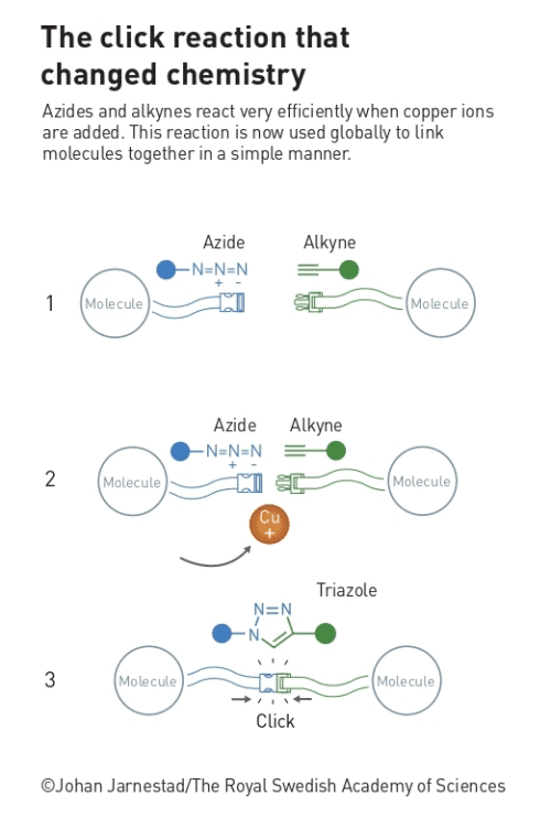 Bridging Chemistry And Informatics: The Role Of Click Chemistry In Managing Complex Bioconjugates
